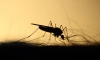 Россиян предупредили о появлении комаров-переносчиков опасной болезни