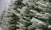 В Ленобласти 20 января пройдет мокрый снег