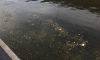 Петербуржцы заметили в Обводном канале черные мешки и топливные пятна