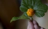Биолог рассказал, какая ягода вот-вот закончится в лесах под Петербургом