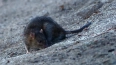 В Петербурге будут бороться с крысами