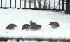 В Купчино заметили семью серых куропаток