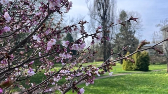 В Ботаническом саду началось цветение сакуры