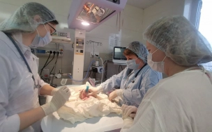 Родившую троих идентичных близнецов петербурженку выписали из роддома