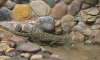 Петербуржцам в Ленинградском зоопарке показали крокодилового варана