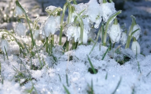 Синоптик Колесов предупредил петербуржцев о похолодании и снеге на этой неделе