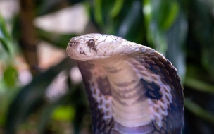 Ученые выяснили, что слюна млекопитающих и змеиный яд имеют общее происхождение 