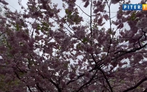 В Ботаническому саду зацветет сакура к концу апреля