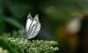 Исследователи СПБГУ обнаружили первый пример скрещивания далеких видов бабочек 