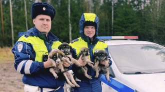 В Выборгском районе инспекторы ГИБДД спасли четырех щенков