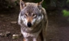 В Ленобласти будут платить по 25 тысяч рублей за убитого волка