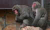 В Ленинградском зоопарке отметили международный день приматов