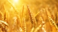 Экспортные цены на российскую пшеницу превысили 300 ...