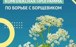 В Ленобласти от борщевика обработают 4,4 тысячи га земель