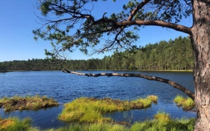 Вдоль Финского залива в этом году откроют новую экотропу