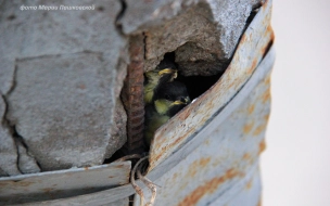 Петербурженка обнаружила в Купчино птенцов, прячущихся в столбе