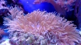 У берегов Таити нашли редкий коралловый риф