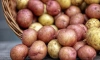 Россия может закупить у Белоруссии несколько десятков тонн картофеля 