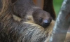 Посетители Ленинградского зоопарка выберут имя для маленького  ленивца