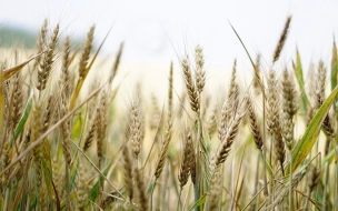 В январе 2022 года экспорт зерновых культур из России снизился на 48% 
