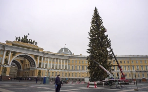 Петербуржцы отдали голоса за живую ель на Дворцовой площади