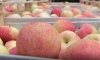Экономист заявила, что рост цен на овощи и фрукты из-за заморозков достигнет 10-15%