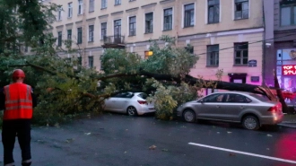 В Петербурге сильный ветер за ночь повалил почти 100 деревьев