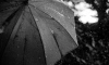 В Ленобласти 10 ноября ожидается до +8 и небольшой дождь