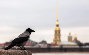 Эксперт объяснил, с чем связано агрессивное поведение ворон в Петербурге