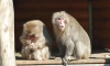  Японские макаки из Ленинградского зоопарка в третий раз стали родителями