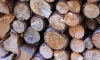 Спрос на специалистов в сфере лесной промышленности в Петербурге вырос на треть