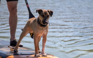 В Южном пруду петербуржцы прокатились на сапах вместе с собаками