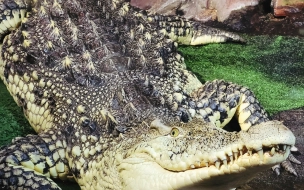 В петербургском Океанариуме умер крокодил Нил