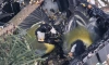 На Комендантском проспекте живодеры налили в кормушку для птиц клей