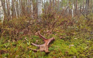 В лесах под Петербургом можно найти лосиные рога