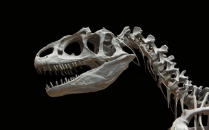 Открыт новый вид динозавров с необычным хвостом 