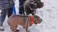 В Петербурге спасли двух породистых собак, брошенных ...