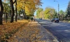 В Петербурге коммунальные службы начали убирать осенние листья