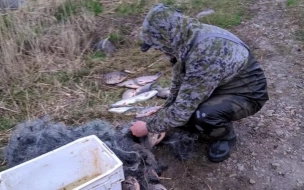 Рыбак пойдёт под суд за незаконную ловлю в заказнике Ленобласти