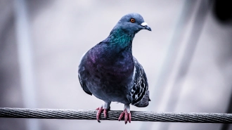 В Петербурге решают кормить или нет диких голубей