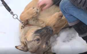 Петербуржец получил полгода исправительных работ за избиение собаки молотком
