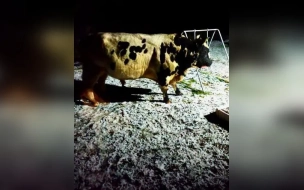 Прожорливые коровы по ночам разоряют огороды жителей ленинградской деревни