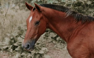 Полиция проводит проверку по факту нападения лошади на мальчика в Шуваловском парке