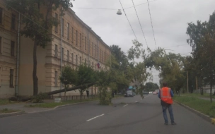 Упавшее дерево на Хрустальной улице оборвало провода и заблокировало проезжую часть