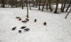 В Петербурге январь закончится небольшим похолоданием