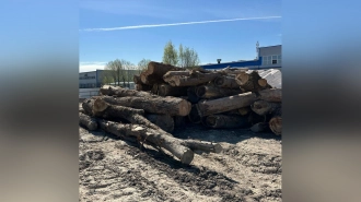 Прокуратура Петербурга добилась взыскания 500 тысяч рублей за вырубку деревьев