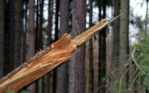 На Урале погибла женщина от упавшего на нее дерева