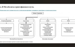 Связь между кишечником и мозгом может повлиять на поведение детей с аутизмом