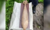 У дома под Тосно нашли 120-миллиметровую мину "с хвостиком" 