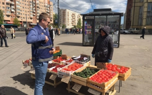 В восьми районах Петербурга от незаконной торговли освободили 57 земельных участков